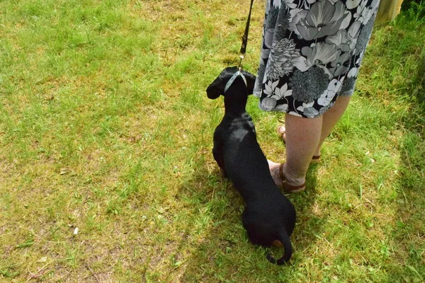 Eine Frau Geht Einem Sommertag Mit Einem Dackelhund Spazieren — Stockfoto