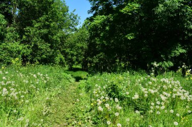 Karahindiba tarlası, parkta yaz günü.