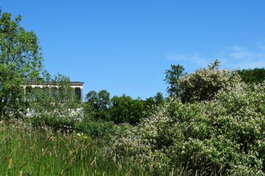 Yaz manzarası, yaz başı, taze yeşil çimenler, ağaçlar.