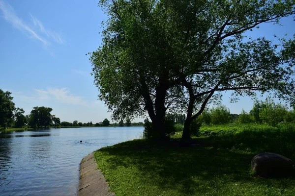 Paysage Estival Début Été Herbe Verte Fraîche Arbres — Photo