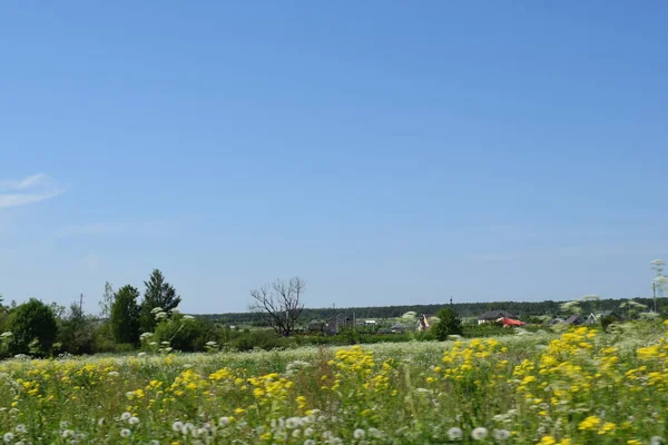 Paisaje Verano Principios Verano Hierba Verde Fresca Árboles —  Fotos de Stock