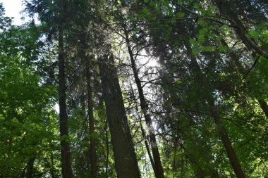 Parktaki ağaçlar, yaz günü, serinlik