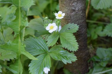 Parktaki çiçekler, yaz günü, serinlik.