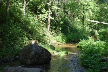 Parktaki dere, yaz günü.