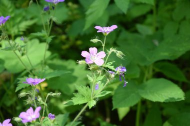 Parktaki çiçekler, yaz günü, serinlik.