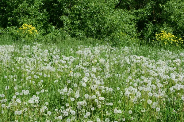 Ein Park Ein Ort Der Macht Ein Ort Der Ruhe — Stockfoto