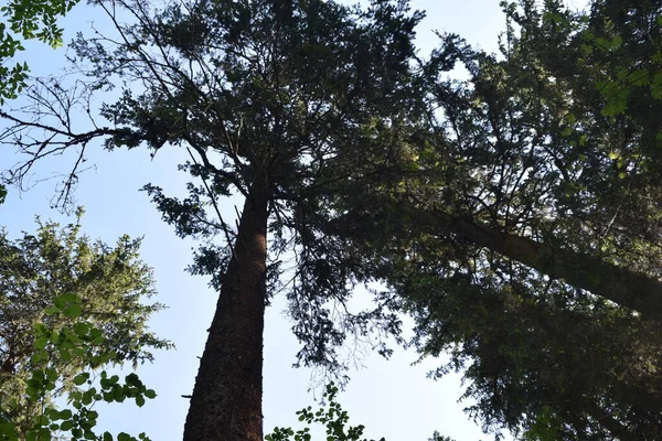 Деревья Парке Летний День Прохлада — стоковое фото