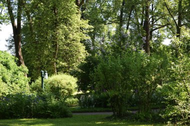 Bahçedeki manzara tasarımı, çiçek tarlaları, çiçek açan bitkiler.