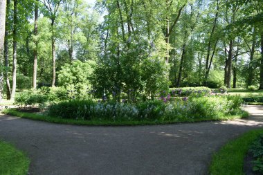 Bahçedeki manzara tasarımı, çiçek tarlaları, çiçek açan bitkiler.