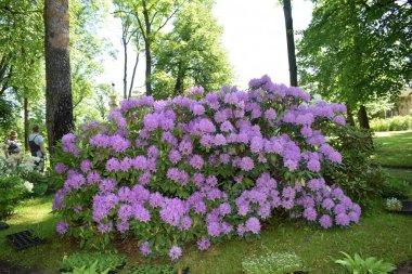 Bahçedeki manzara tasarımı, çiçek tarlaları, çiçek açan bitkiler.