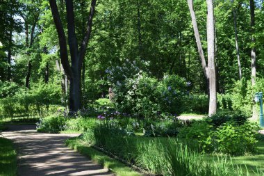 Bahçedeki manzara tasarımı, çiçek tarlaları, çiçek açan bitkiler.