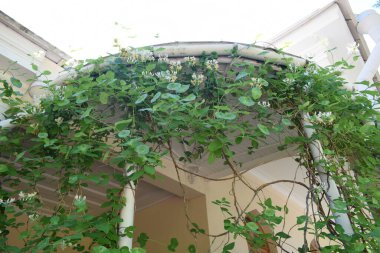 Bahçedeki çardak, Liana.