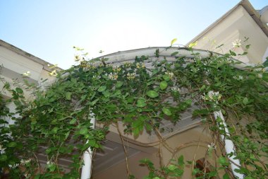 Bahçedeki çardak, Liana.