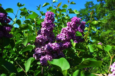 Leylak, bahçede çiçek açan bir çalı.