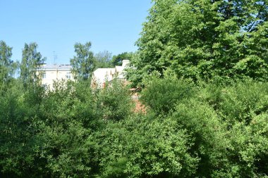 Bir park, bir güç merkezi, insanlar için bir dinlenme yeri, temiz havada yürümeyi seven biri için bir yer.