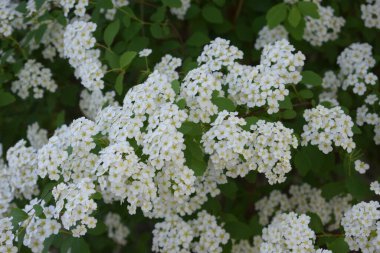 Bahçede çiçek açan çalılar