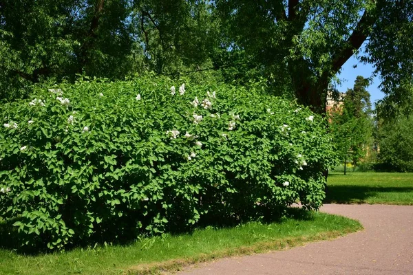 Ein Park Für Erholung Und Sport Ein Ort Menschlicher Inspiration — Stockfoto