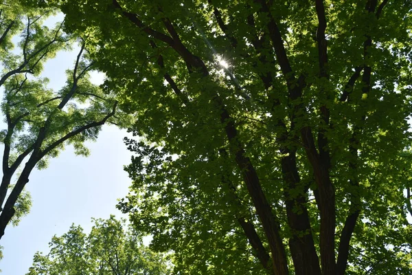 Bahçedeki manzara tasarımı, çiçek tarlaları, çiçek açan bitkiler.