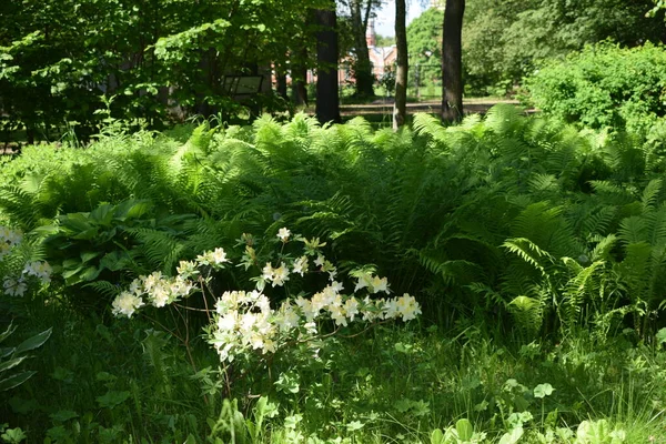 Aménagement Paysager Dans Jardin Parterres Fleurs Plantes Fleurs — Photo