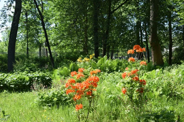 Landschap Ontwerp Tuin Bloembedden Bloeiende Planten — Stockfoto