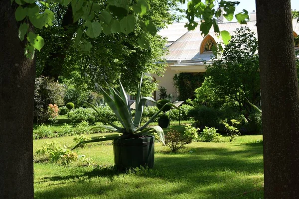 Landschap Ontwerp Tuin Bloembedden Bloeiende Planten — Stockfoto