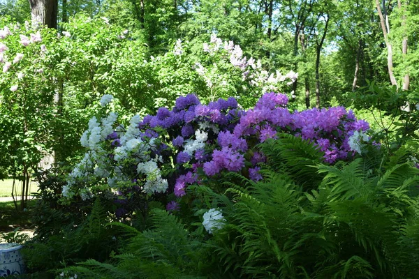 Aménagement Paysager Dans Jardin Parterres Fleurs Plantes Fleurs — Photo