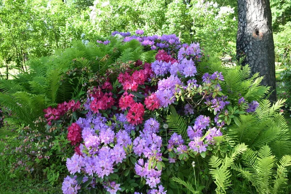 Landschaftsgestaltung Garten Beete Blühende Pflanzen — Stockfoto
