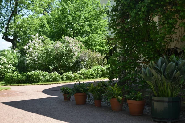 Diseño Del Paisaje Jardín Macizos Flores Plantas Con Flores — Foto de Stock