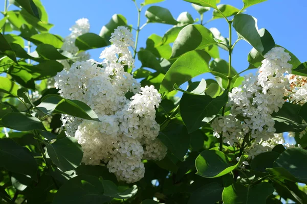 Leylak, bahçede çiçek açan bir çalı.