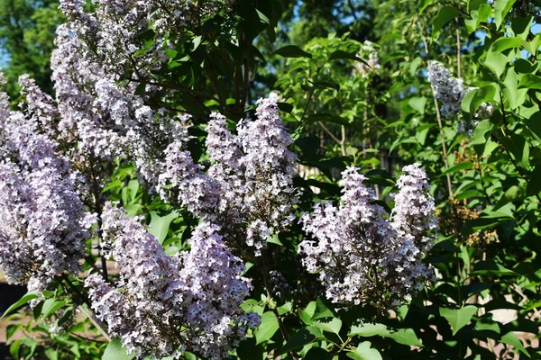 Aménagement Paysager Dans Jardin Parterres Fleurs Plantes Fleurs — Photo