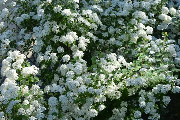 Arbuste Fleurs Dans Jardin — Photo