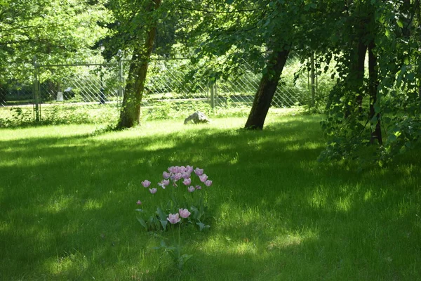 Sentier Dans Parc Une Journée Été Endroit Pour Détendre Photo De Stock