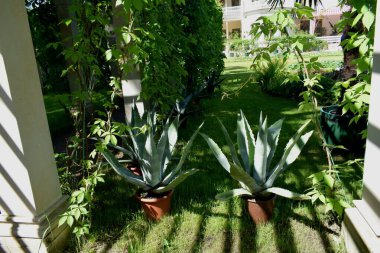 Parktaki insanlar için dinlenme yeri, parktaki manzara tasarımı, yaz günü