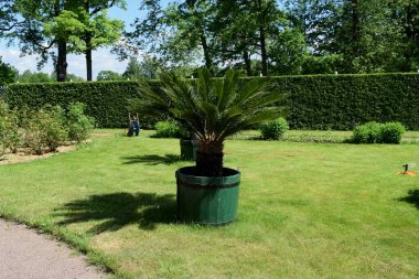 Parktaki insanlar için dinlenme yeri, parktaki manzara tasarımı, yaz günü