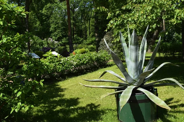 Lugar Recreación Para Las Personas Parque Diseño Del Paisaje Parque — Foto de Stock