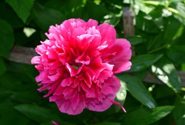 Şakayık çiçekleri, yaz sabahı, çiçek tomurcukları