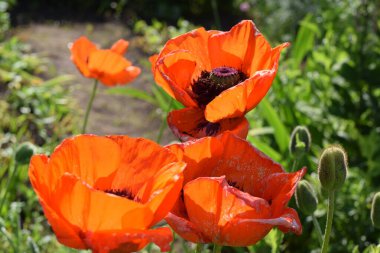  Tarlada haşhaş çiçekleri