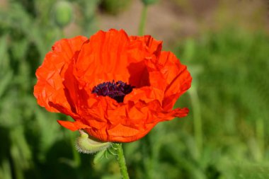  Tarlada haşhaş çiçekleri