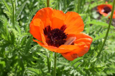  Tarlada haşhaş çiçekleri