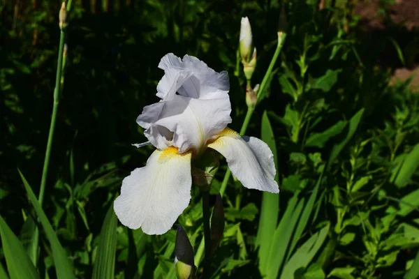 Iris Blooms Large Flower Bud Summer Morning — Stock Photo, Image
