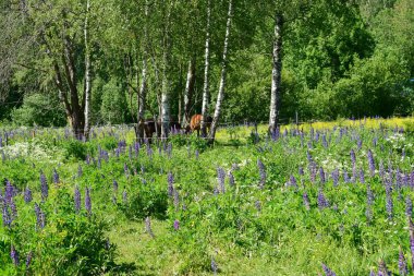 At çayırda otluyor, yaz günü.