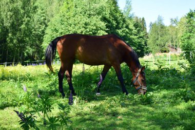 At çayırda otluyor, yaz günü.