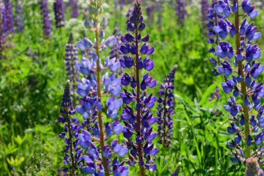  Bir tarlada çiçekler