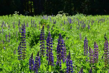  Bölgede lavanta alanı