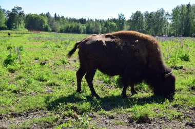  bizon çayırda otluyor.