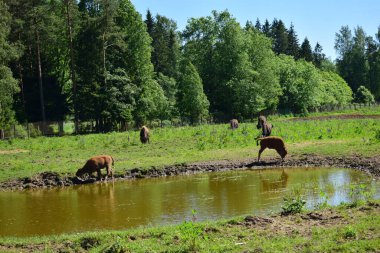 bizon çayırda otluyor.
