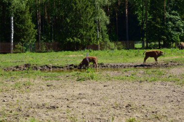 bizon çayırda otluyor.