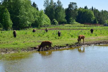 bizon çayırda otluyor.