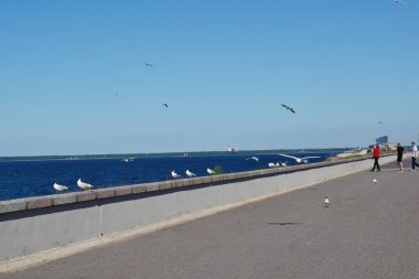 Denize, denize ve taşlara giden yol