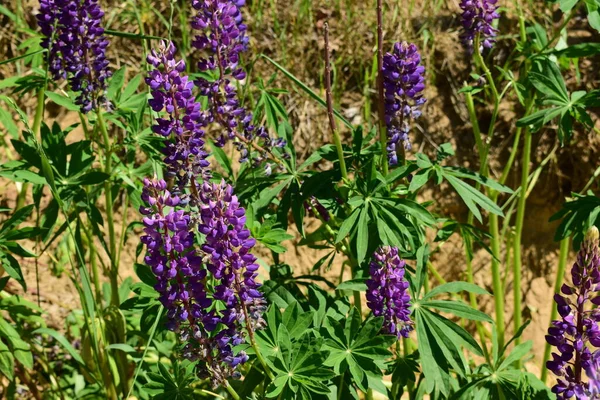 Blommor Trädgården — Stockfoto